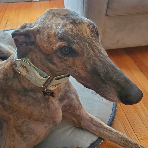 Meet your Posher, Dana - Picture 5 of 10